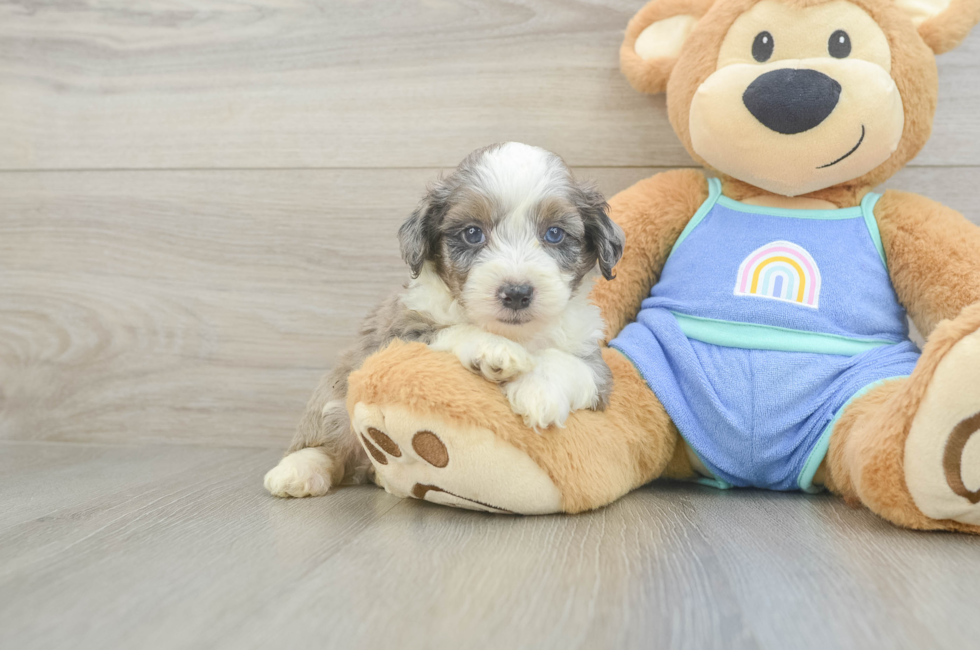 5 week old Mini Aussiedoodle Puppy For Sale - Florida Fur Babies