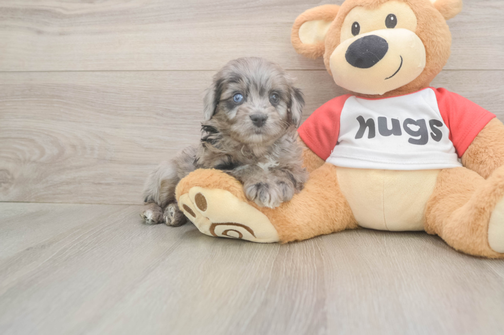 Meet Grayson - our Mini Aussiedoodle Puppy Photo  2/3 - Florida Fur Babies Best Mini Aussiedoodle Baby