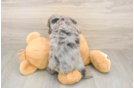 Meet Grayson - our Mini Aussiedoodle Puppy Photo  3/3 - Florida Fur Babies Mini Aussiedoodle Puppy for Adoption