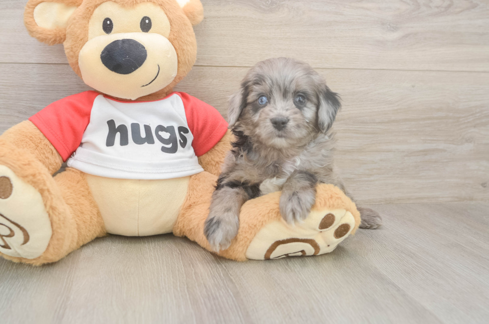 5 week old Mini Aussiedoodle Puppy For Sale - Florida Fur Babies