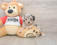 5 week old Mini Aussiedoodle Puppy For Sale - Florida Fur Babies