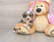 6 week old Mini Aussiedoodle Puppy For Sale - Florida Fur Babies