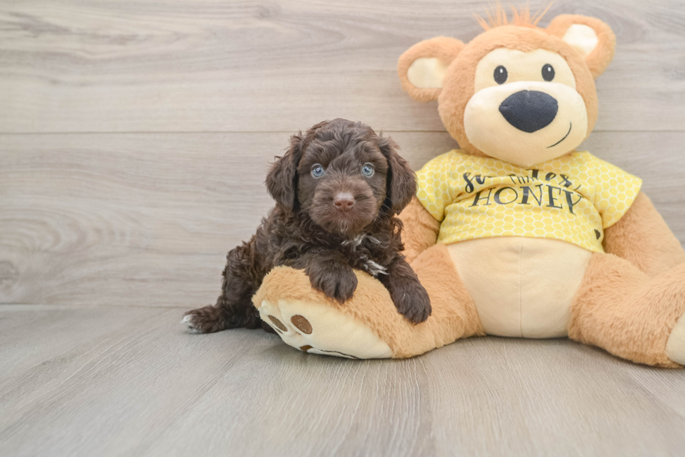 Small Mini Aussiedoodle Baby