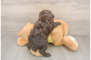 Mini Aussiedoodle Puppy for Adoption