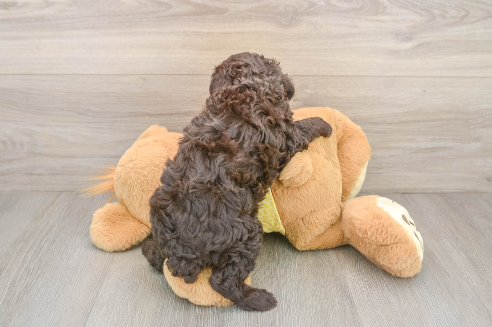 Mini Aussiedoodle Puppy for Adoption