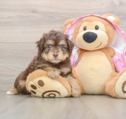 7 week old Mini Aussiedoodle Puppy For Sale - Florida Fur Babies
