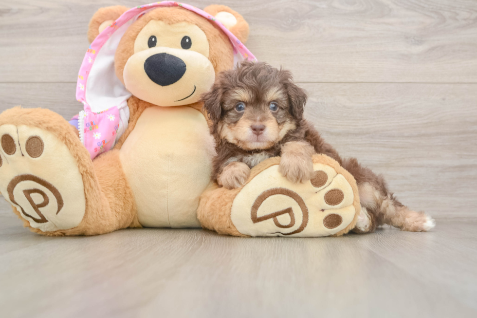 Mini Aussiedoodle Puppy for Adoption