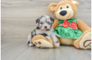 Mini Aussiedoodle Puppy for Adoption