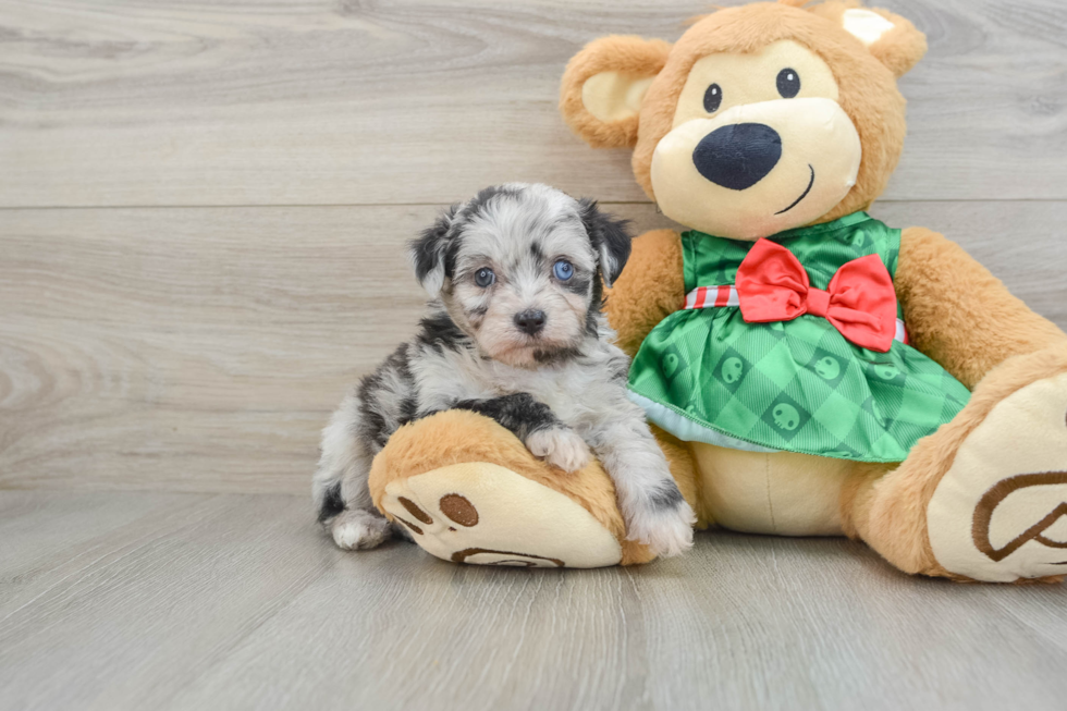 Mini Aussiedoodle Puppy for Adoption