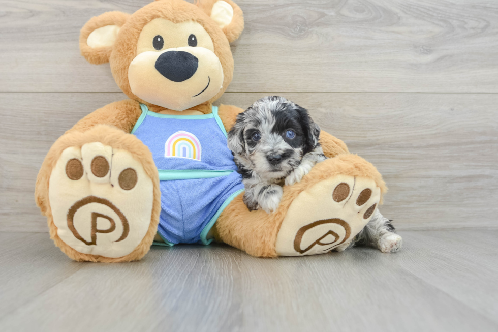 Friendly Mini Aussiedoodle Baby