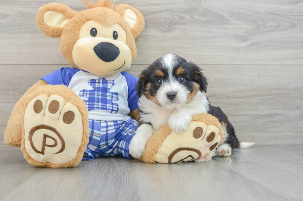 6 week old Mini Aussiedoodle Puppy For Sale - Florida Fur Babies