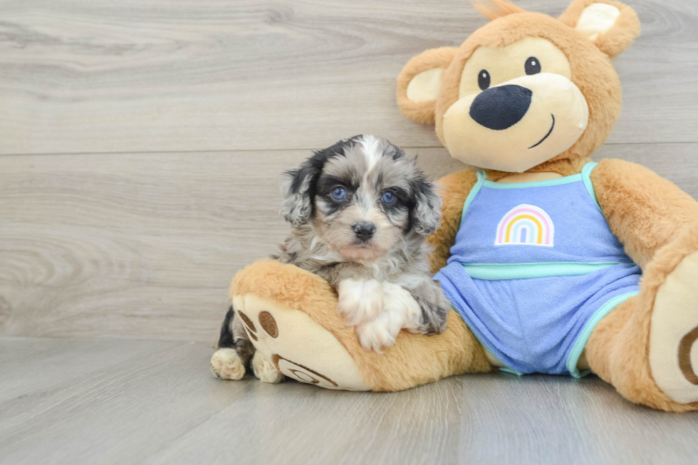 Cute Mini Aussiedoodle Baby