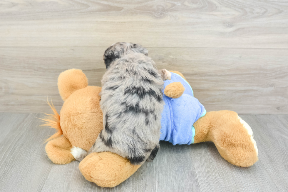 Popular Mini Aussiedoodle Poodle Mix Pup