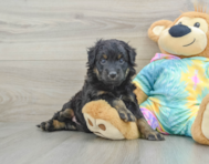 7 week old Mini Aussiedoodle Puppy For Sale - Florida Fur Babies