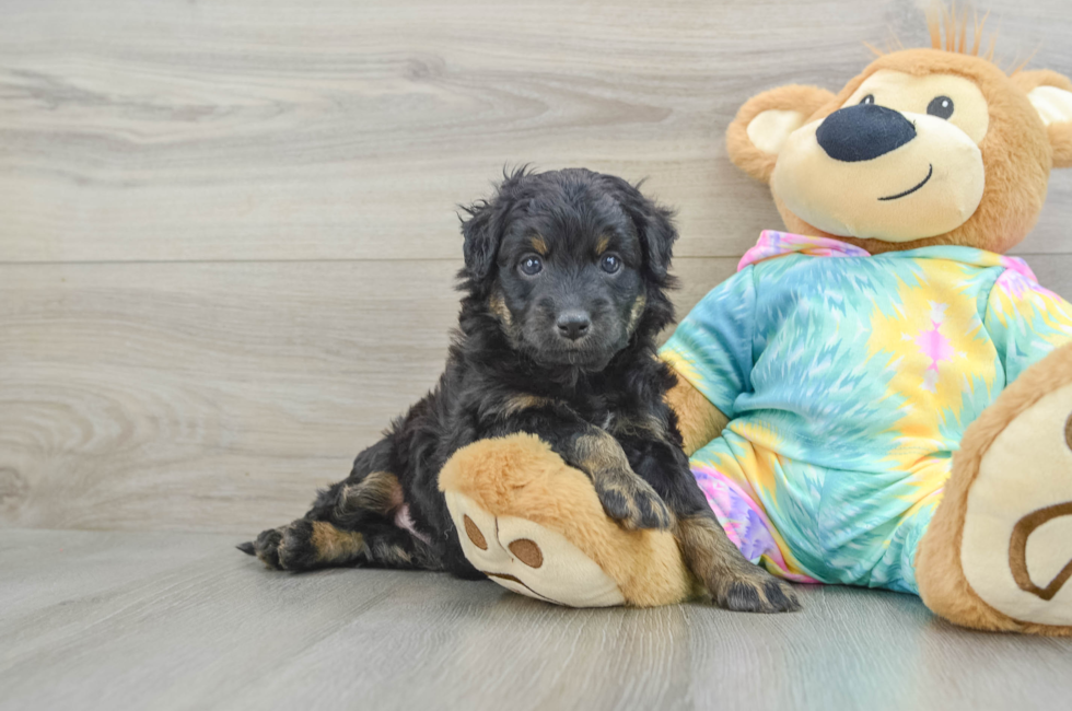 6 week old Mini Aussiedoodle Puppy For Sale - Florida Fur Babies