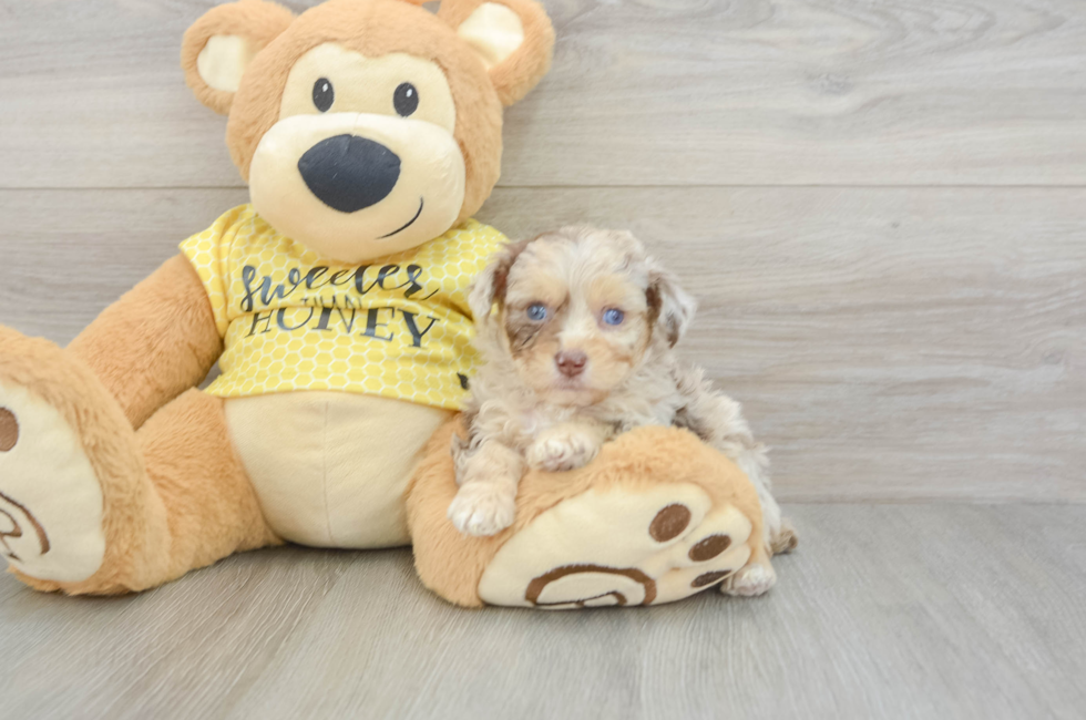 5 week old Mini Aussiedoodle Puppy For Sale - Florida Fur Babies