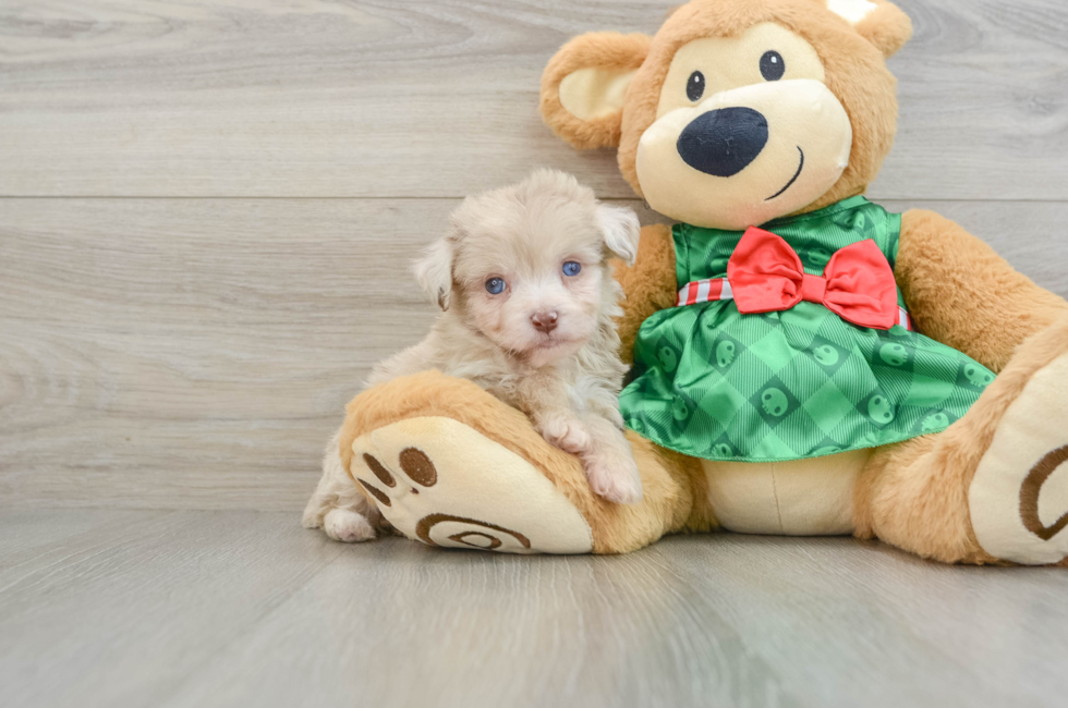 6 week old Mini Aussiedoodle Puppy For Sale - Florida Fur Babies