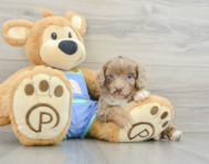 5 week old Mini Aussiedoodle Puppy For Sale - Florida Fur Babies