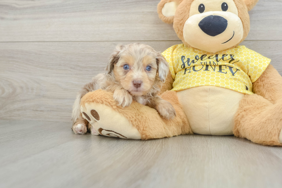 Playful Mini Aussiepoodle Poodle Mix Puppy