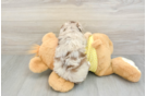 Playful Mini Aussiepoodle Poodle Mix Puppy