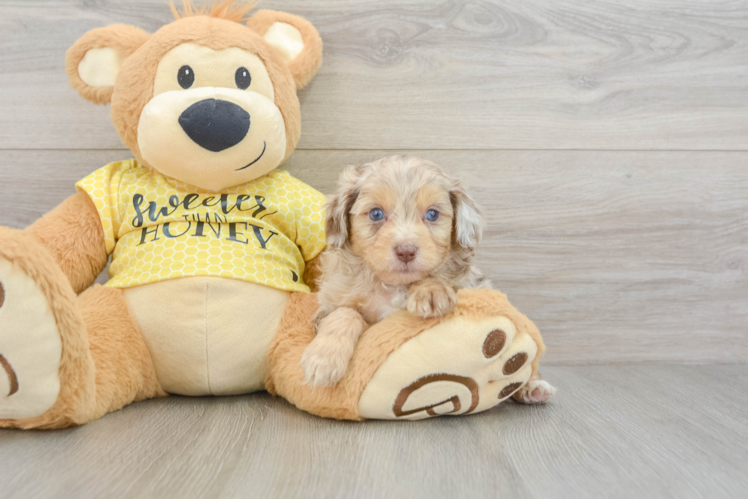 Cute Mini Aussiedoodle Baby
