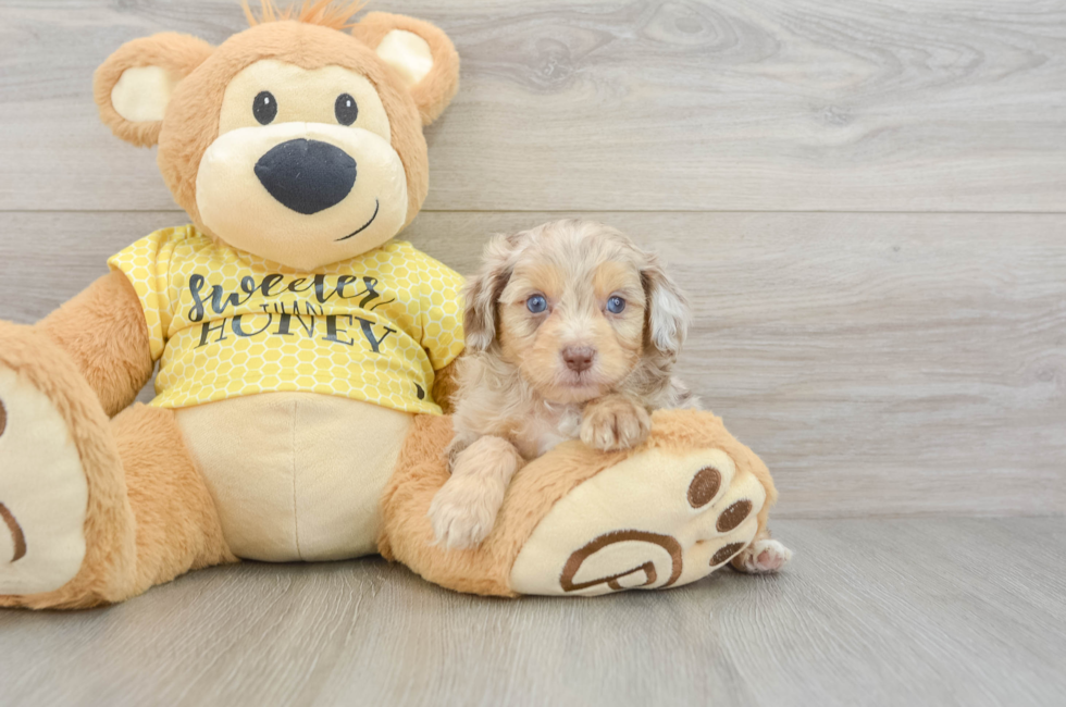 5 week old Mini Aussiedoodle Puppy For Sale - Florida Fur Babies