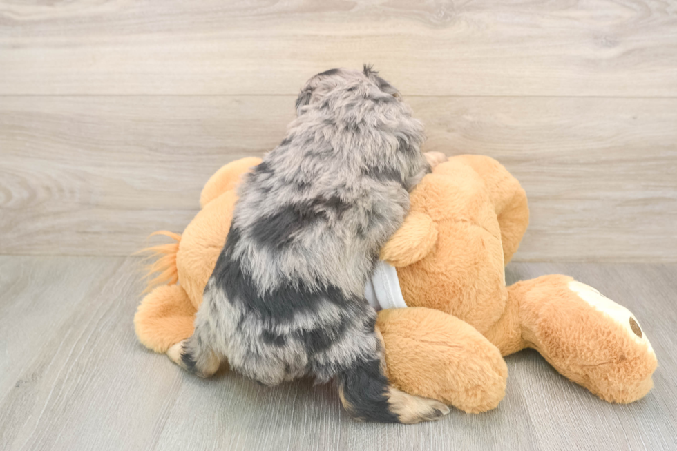 Meet Griffy - our Mini Aussiedoodle Puppy Photo  3/3 - Florida Fur Babies Best Mini Aussiedoodle Baby