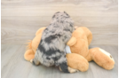Meet Griffy - our Mini Aussiedoodle Puppy Photo  3/3 - Florida Fur Babies Best Mini Aussiedoodle Baby