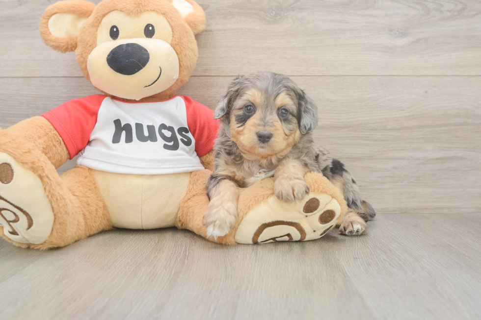 Meet Griffy - our Mini Aussiedoodle Puppy Photo  1/3 - Florida Fur Babies Mini Aussiedoodle Puppy for Adoption