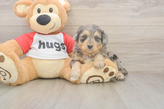 5 week old Mini Aussiedoodle Puppy For Sale - Florida Fur Babies Mini Aussiedoodle Puppy for Adoption