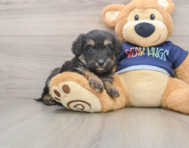 7 week old Mini Aussiedoodle Puppy For Sale - Florida Fur Babies