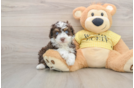 Mini Aussiedoodle Pup Being Cute