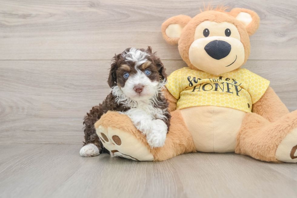 Mini Aussiedoodle Pup Being Cute