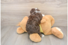 Mini Aussiedoodle Puppy for Adoption