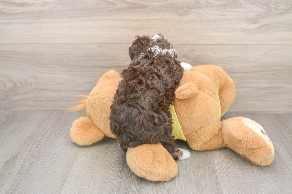 Mini Aussiedoodle Puppy for Adoption