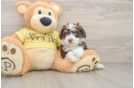 Cute Mini Aussiedoodle Baby