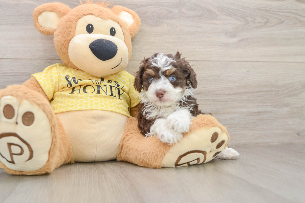 Cute Mini Aussiedoodle Baby