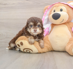 7 week old Mini Aussiedoodle Puppy For Sale - Florida Fur Babies