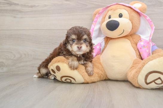 Funny Mini Aussiedoodle Poodle Mix Pup