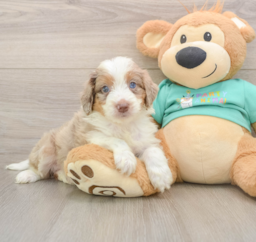6 week old Mini Aussiedoodle Puppy For Sale - Florida Fur Babies