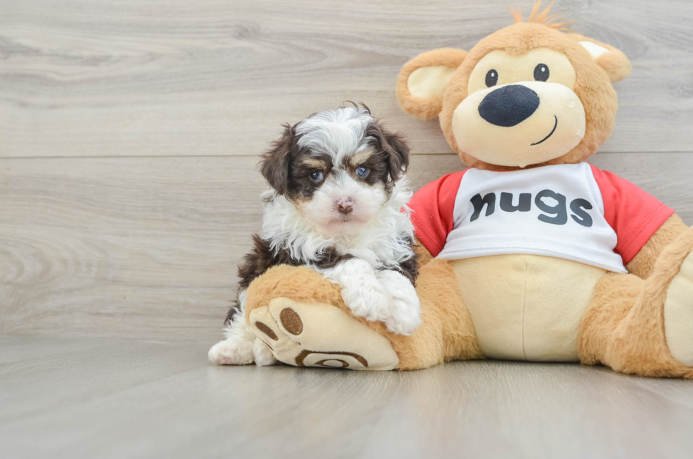 6 week old Mini Aussiedoodle Puppy For Sale - Florida Fur Babies
