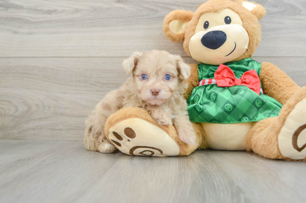 6 week old Mini Aussiedoodle Puppy For Sale - Florida Fur Babies