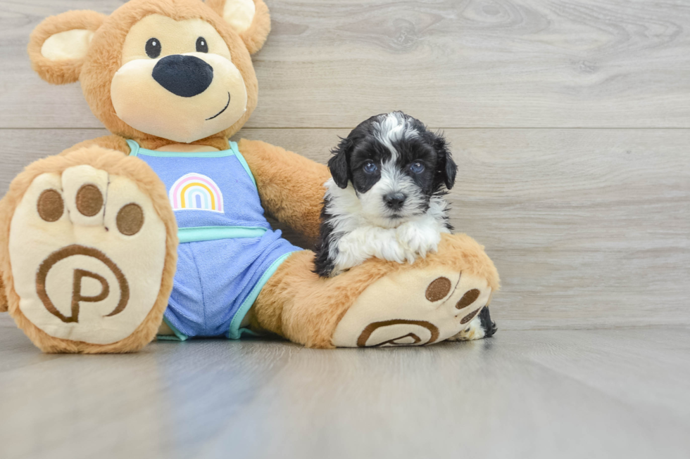 Hypoallergenic Aussiepoo Poodle Mix Puppy