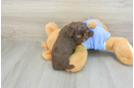 Fluffy Mini Aussiedoodle Poodle Mix Pup