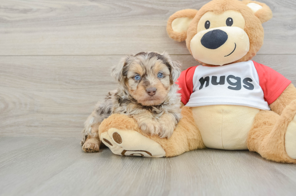 5 week old Mini Aussiedoodle Puppy For Sale - Florida Fur Babies