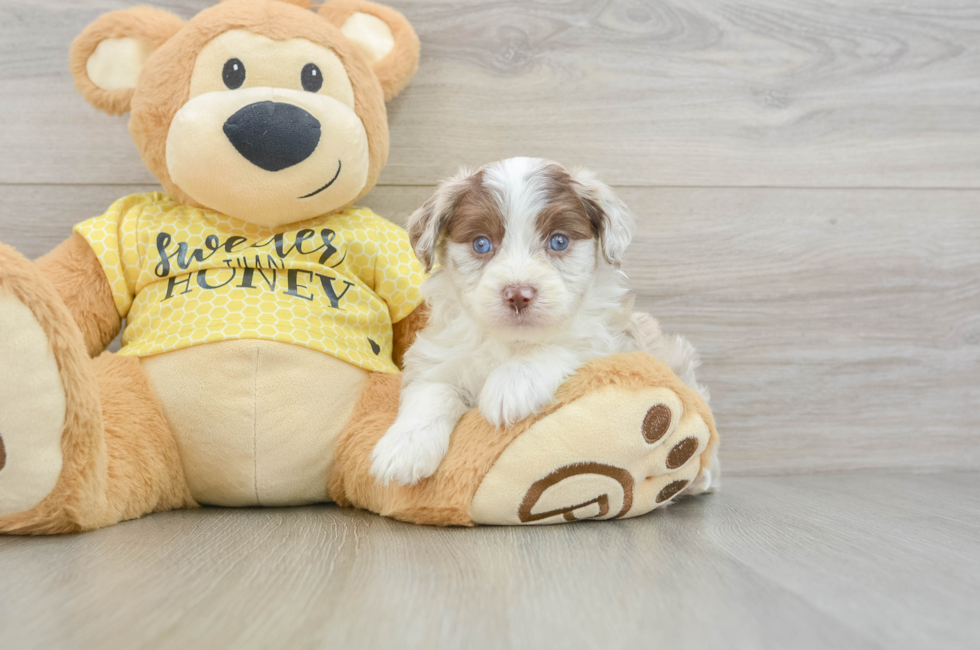 5 week old Mini Aussiedoodle Puppy For Sale - Florida Fur Babies