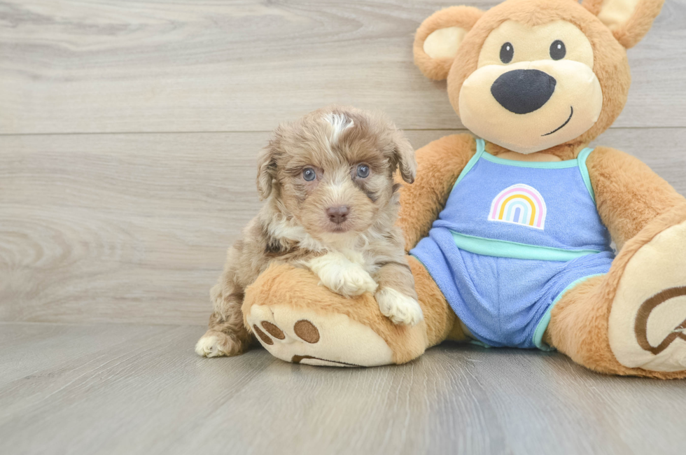 5 week old Mini Aussiedoodle Puppy For Sale - Florida Fur Babies