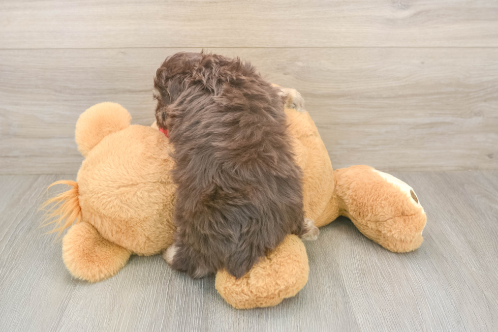 Meet Gunner - our Mini Aussiedoodle Puppy Photo  3/3 - Florida Fur Babies Mini Aussiedoodle Pup Being Cute