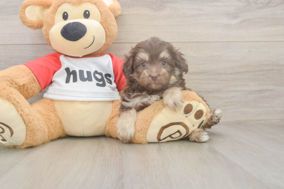 Meet Gunner - our Mini Aussiedoodle Puppy Photo  2/3 - Florida Fur Babies Friendly Mini Aussiedoodle Baby