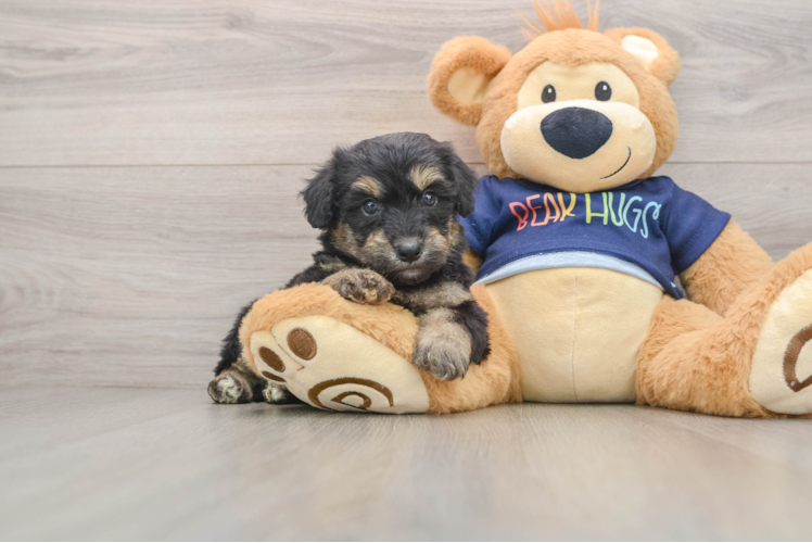 Sweet Mini Aussiedoodle Baby